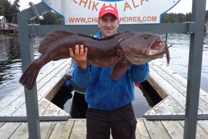 fisherman poses with lingcod caught self-guided sport fishing at fishing lodge in Ketchikan