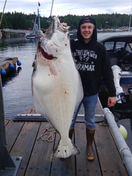 Halibut caught self-guided sport fishing hung on scale at the dock