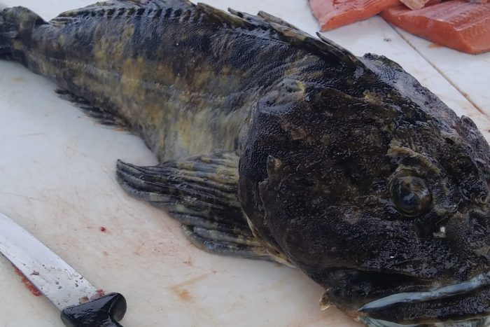 Cabezon fish caught bottom fishing at Ketchikan fishing lodge