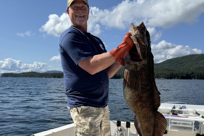 fisherman holds up lingcod caught sport fishing at lodge in Ketchikan Alaska
