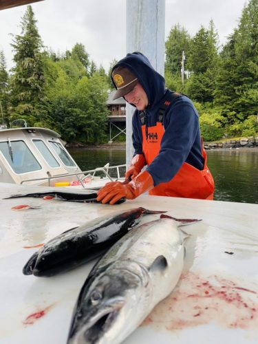 Fish Processing dockhand fillets salmon at Alaskan fishing lodge