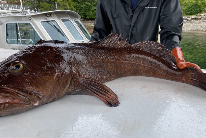 Dockhand shows lingcod caught by guest at sport fishing lodge in Ketchikan Alaska