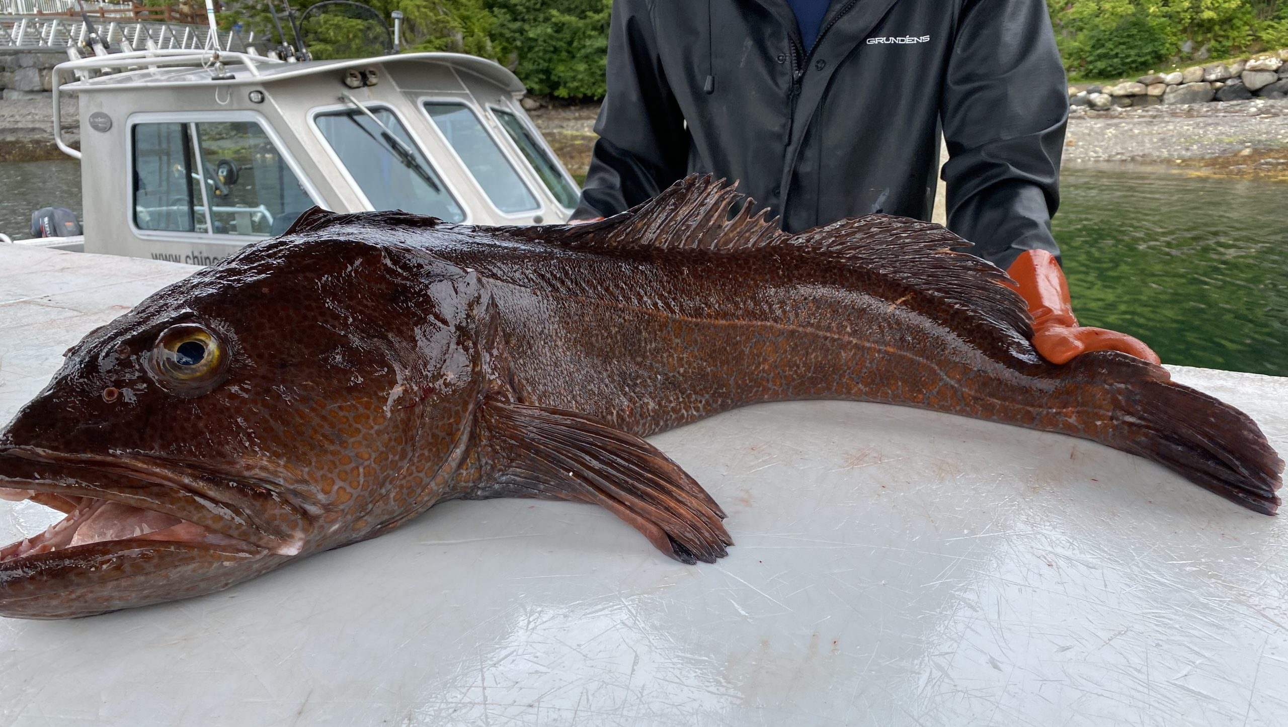 Dockhand shows lingcod caught by guest at sport fishing lodge in Ketchikan Alaska