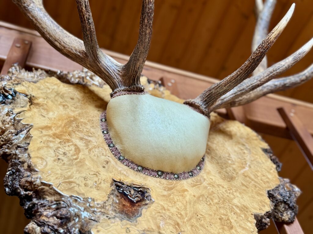 Authentic Alaskan deer antlers hanging in a cabin at a fishing lodge in Ketchikan Alaska