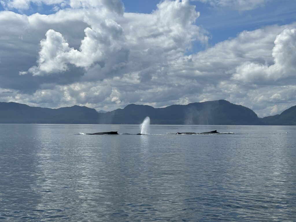 Humpback whales surfacing in the waters of Ketchikan
